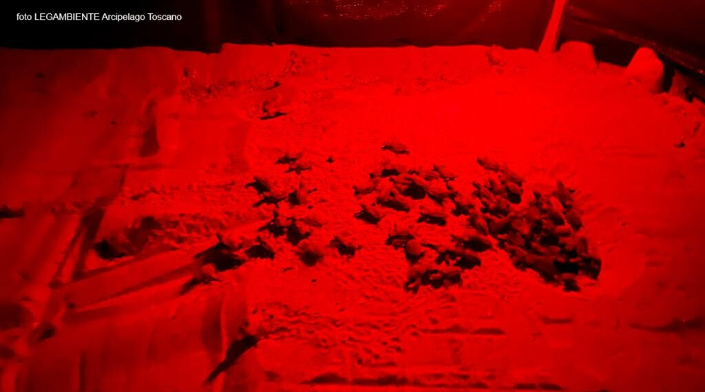 Tartarughine record, 138 Caretta Caretta nate tra Elba e Piombino
