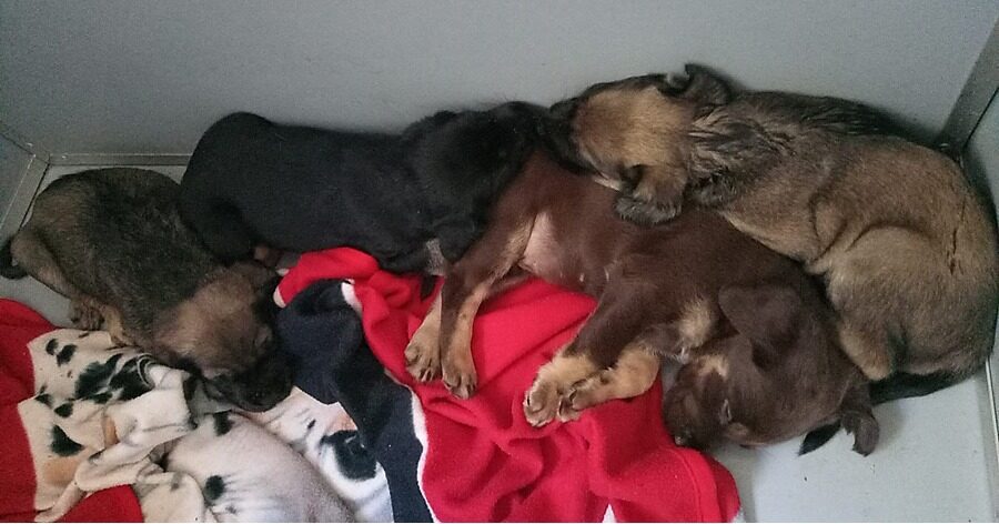 Cagnoline abbandonate a Livorno, gettate in una scatola