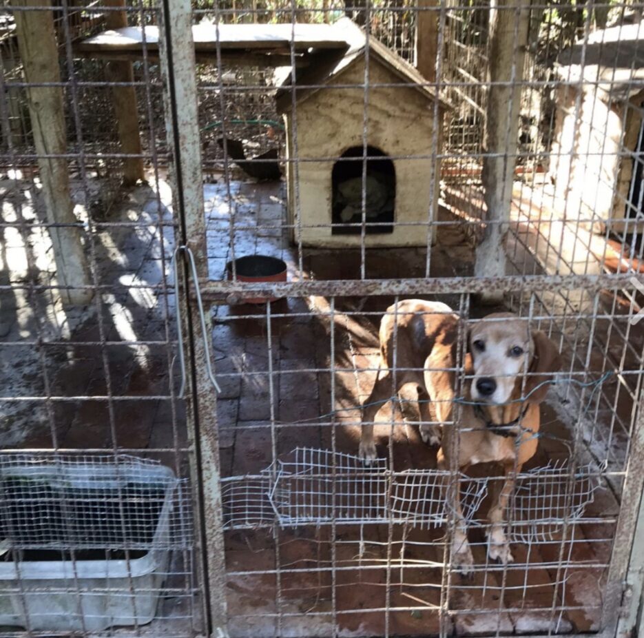 Salvati sei cani a Livorno, costretti senza cibo e acqua