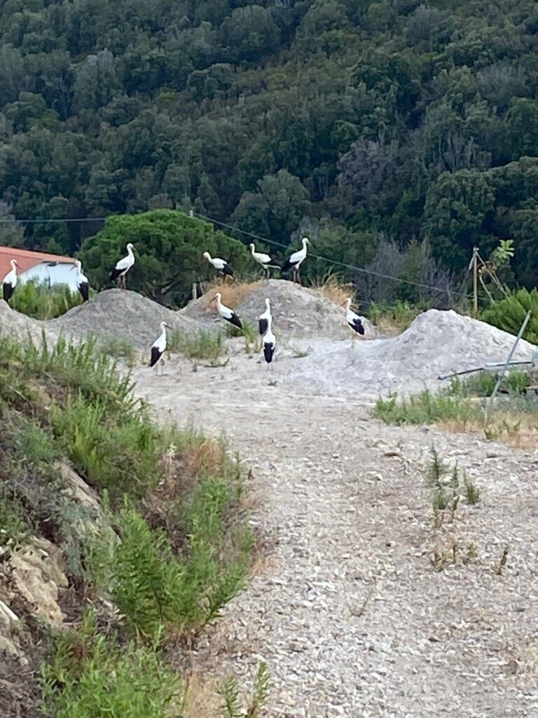 Cicogne bianche in piena estate all’Isola d’Elba, campanello d’allarme per l’ambiente