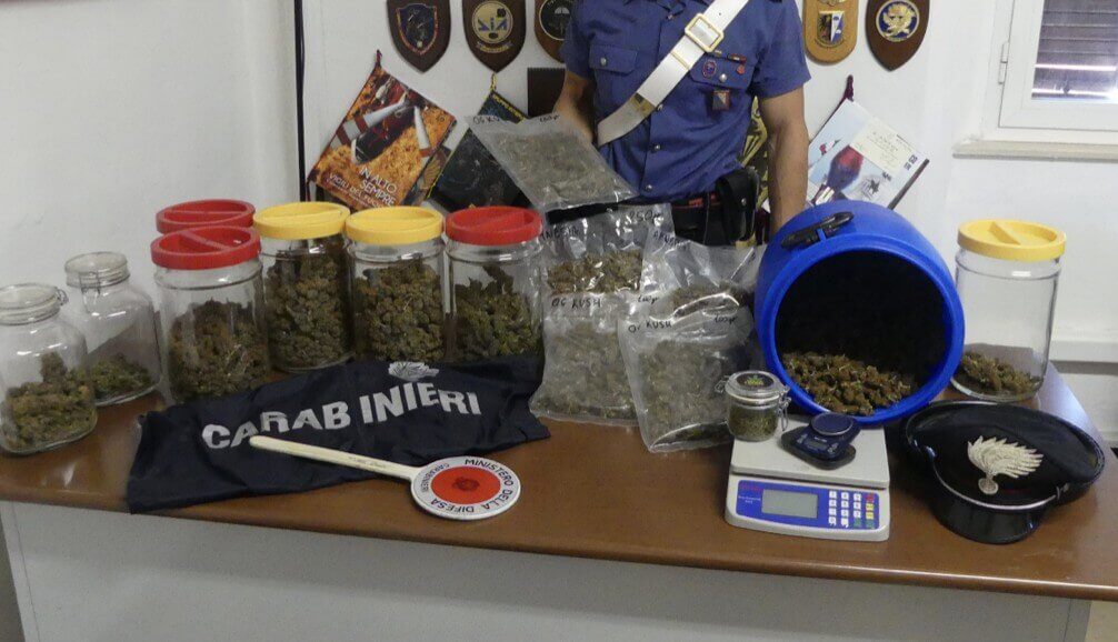 Coltiva piante di canapa nella serra all’interno di un uliveto: denunciato