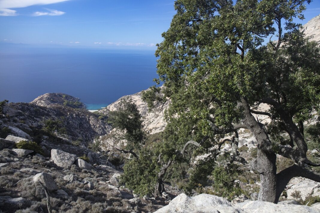 Partiti i lavori per la salvaguardia della lecceta mediterranea dell'isola di Montecristo