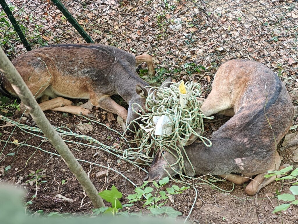 I daini intrappolati