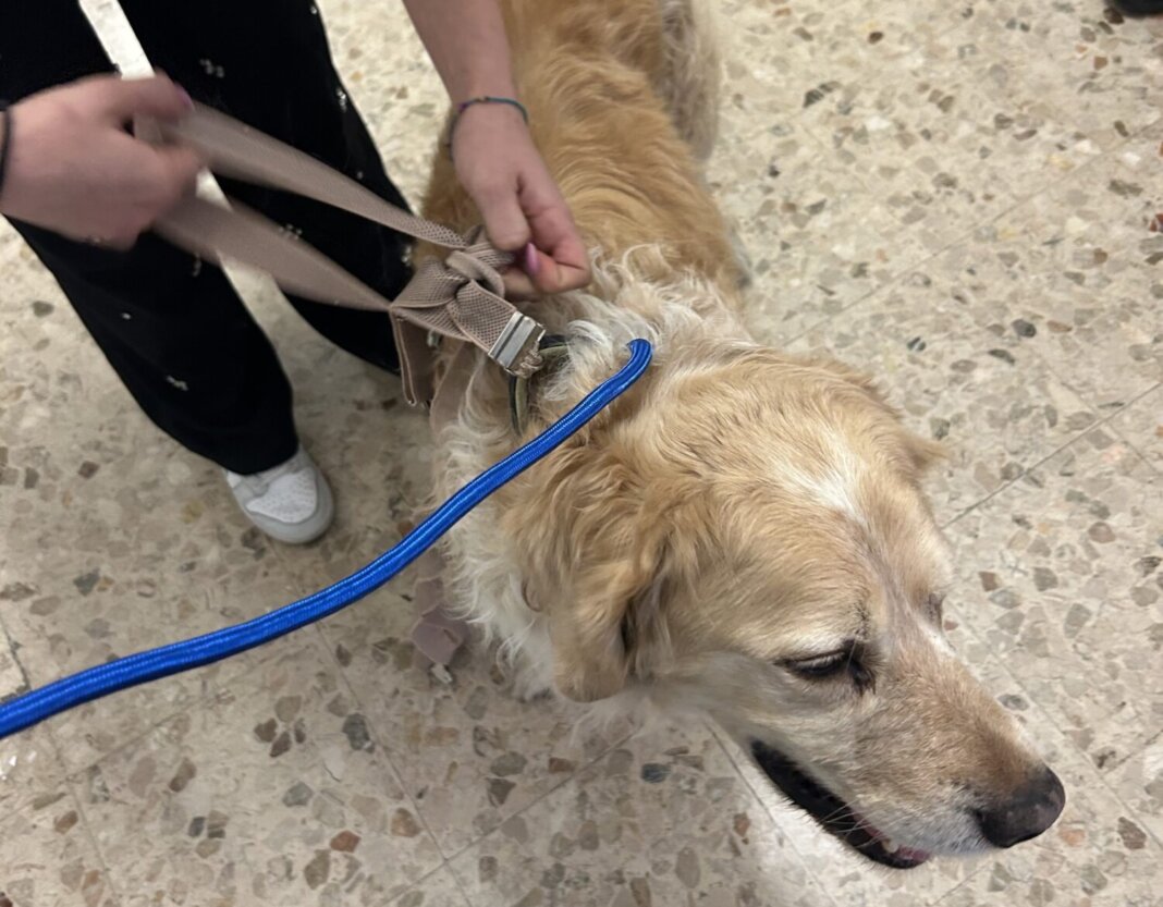 Golden Retriever