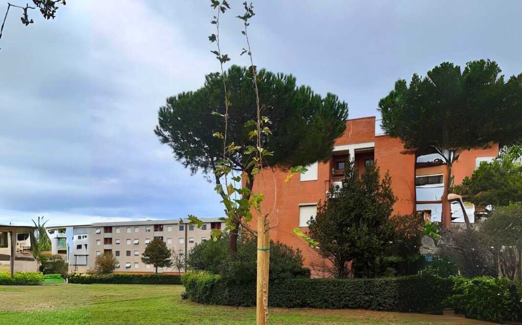 Nuova gara per la gestione del verde pubblico nel comune di Rosignano