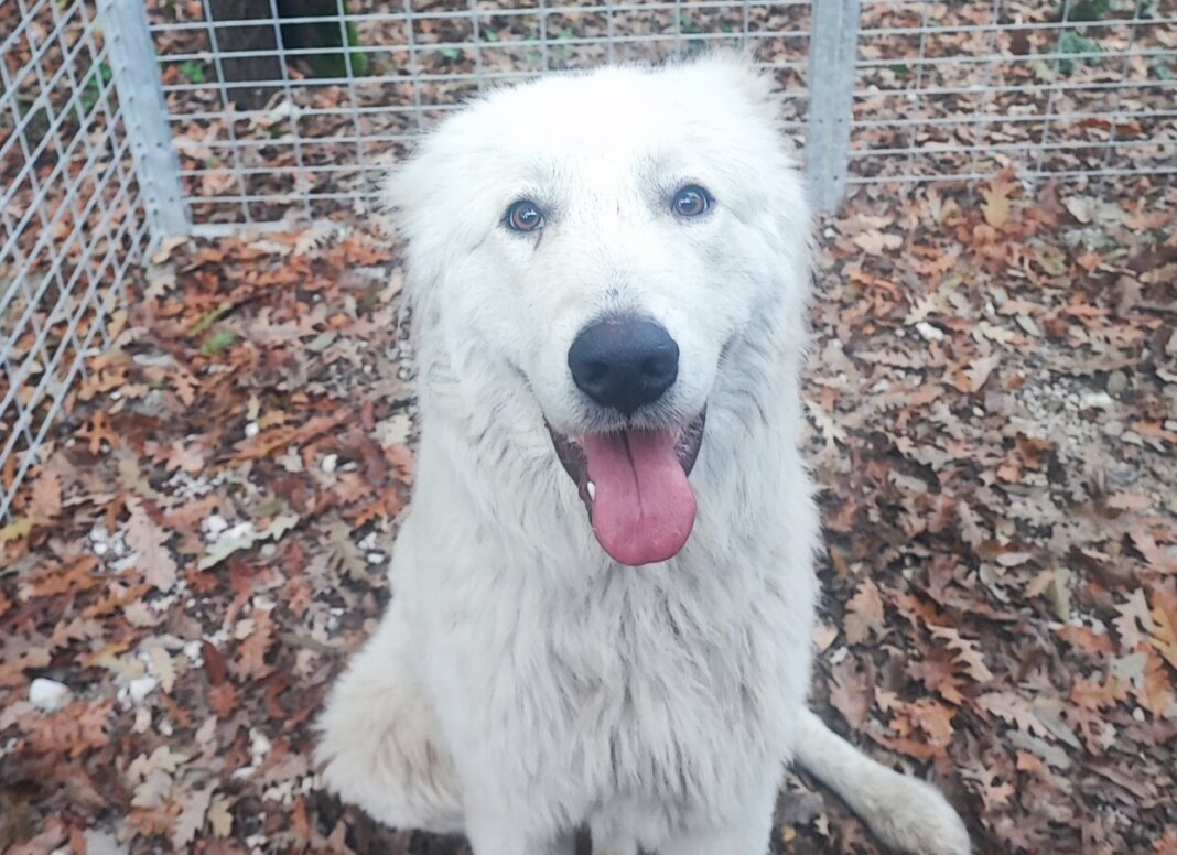 Neve, meticcio maschio a pelo lungo bianco, cerca una nuova famiglia