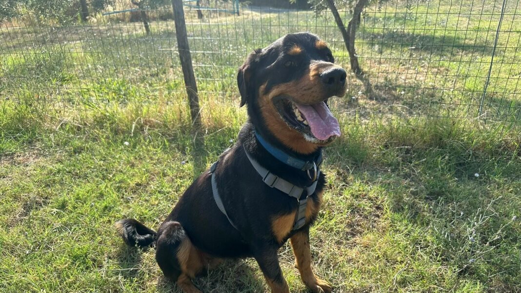 In canile c'è Maya, rottweiler di tre anni in cerca di adozione