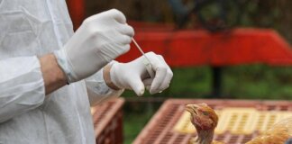 Aviaria, Bassetti: “Sarà prossima pandemia, si tratta solo di stabilire quando accadrà”