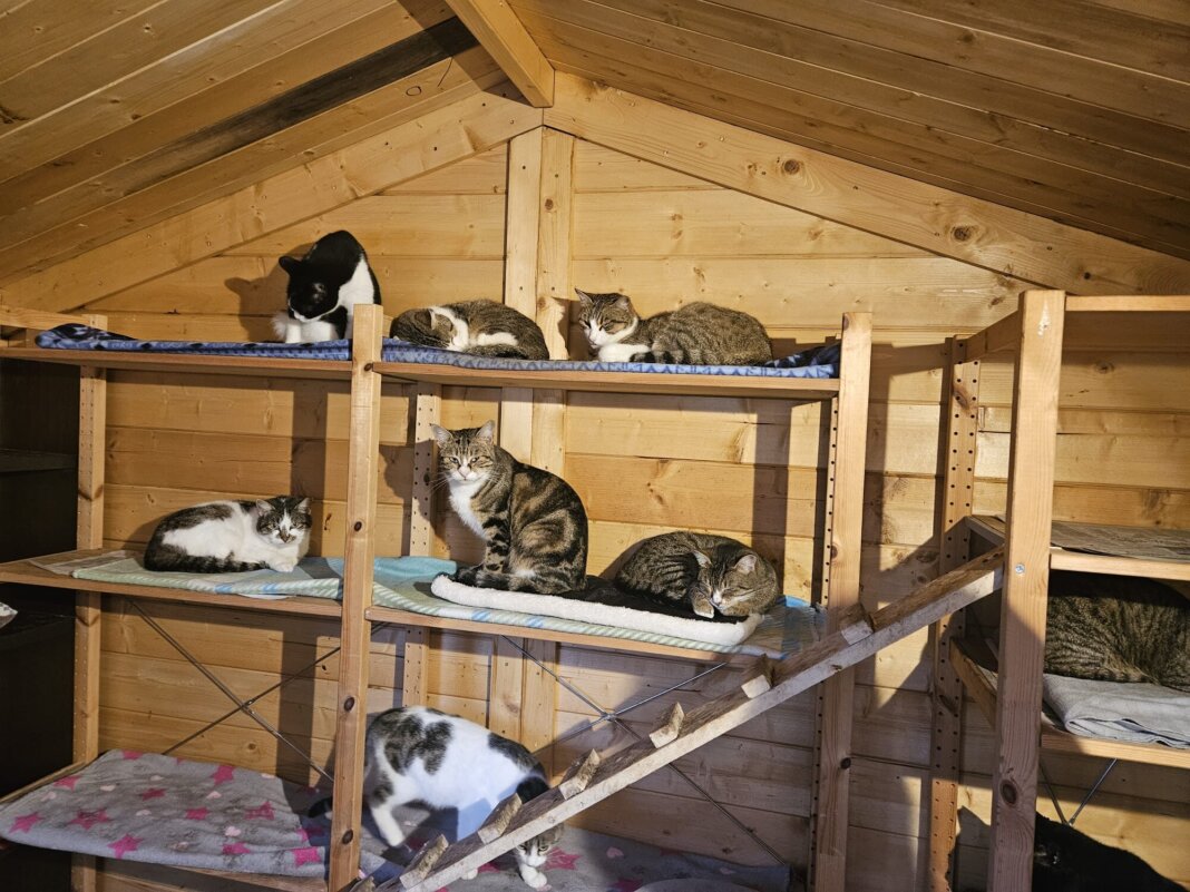 Oasi Felina Mici di Strada