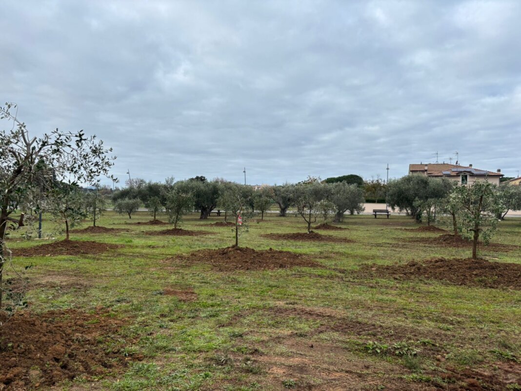 Piante di ulivo alla Cittadella