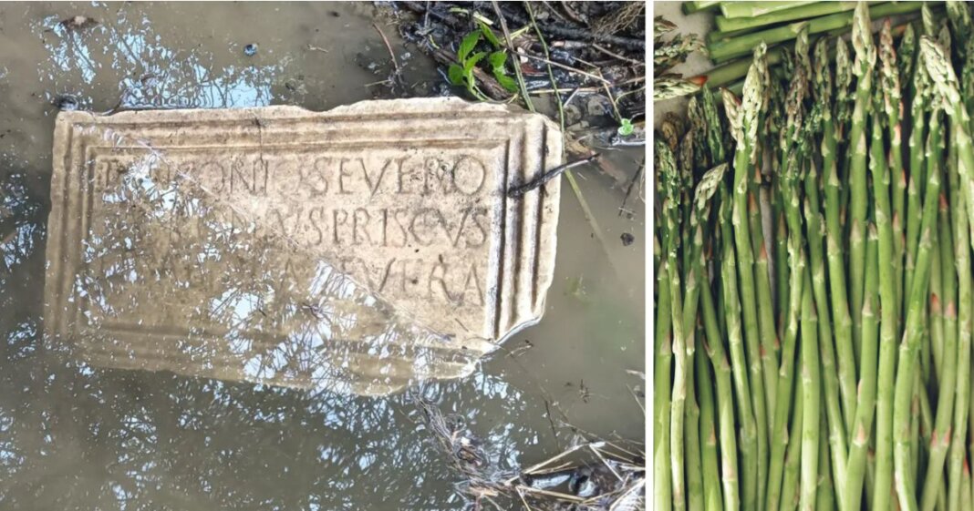 asparagi Livorno lapide romana