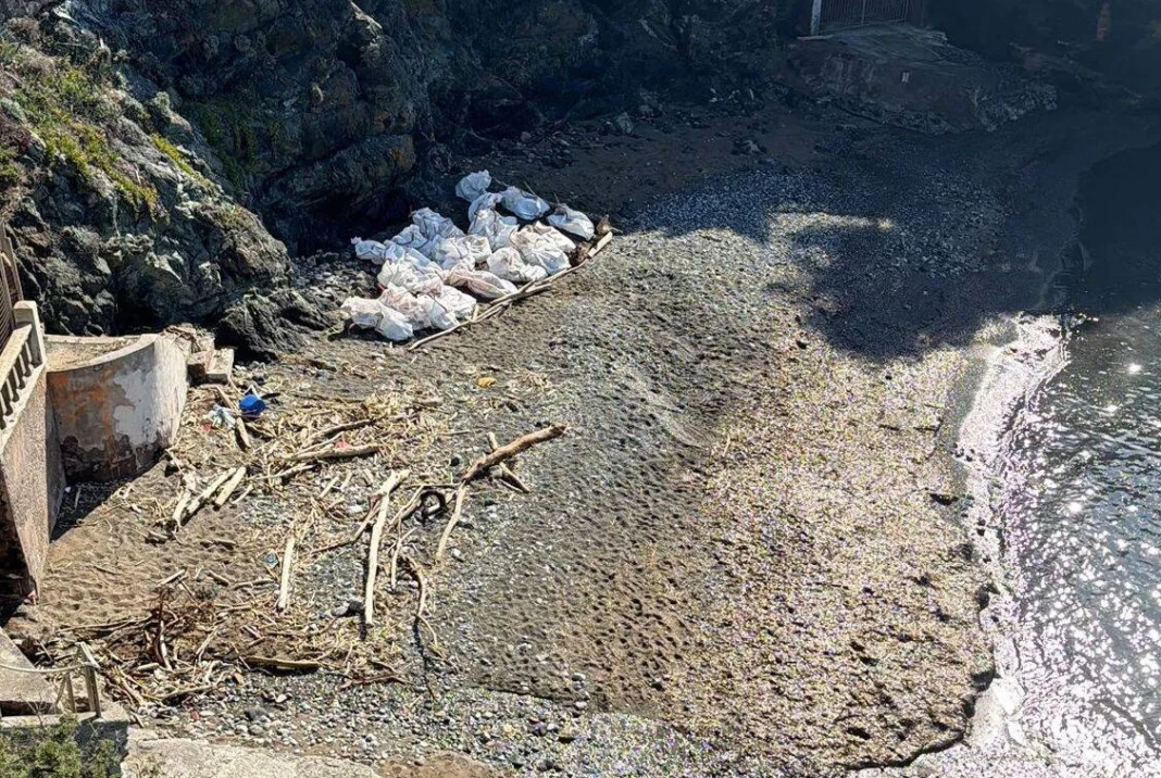 capodoglio spiaggiato