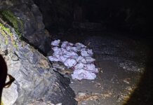 Operazione Capodoglio, concluso il recupero del cetaceo spiaggiato capodoglio spiaggiato