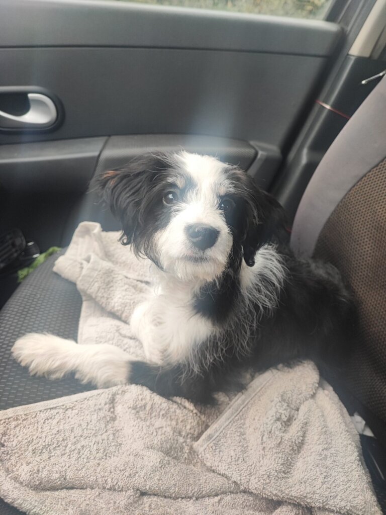 cucciola via di salviano