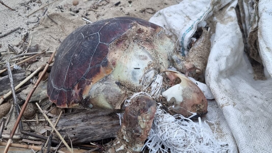 tartaruga marina impigliata Lacona