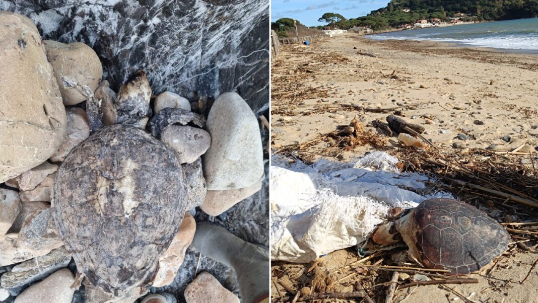 Tartarughe Elba morte 2026