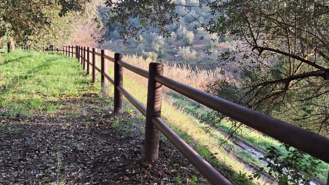 Collo d'oca suvereto