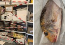 Maxi controllo all’Elba, sequestrati oltre 300 chili di alimenti in un hotel di lusso elba guardia costiera